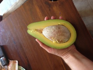 Awesome avocado in Uganda